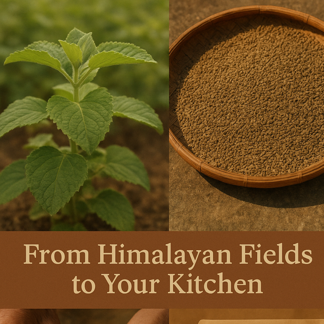Himalayan Ajwain – Aromatic Carom Seeds from Uttarakhand