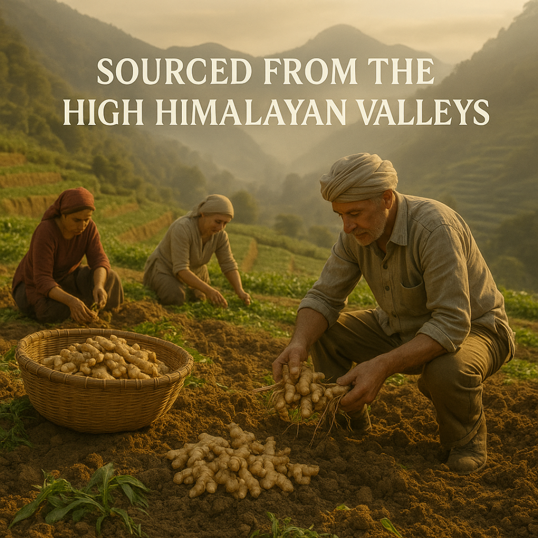 Himalayan Dry Ginger (Sabut Saunth) – Naturally Sun-Dried & Aromatic