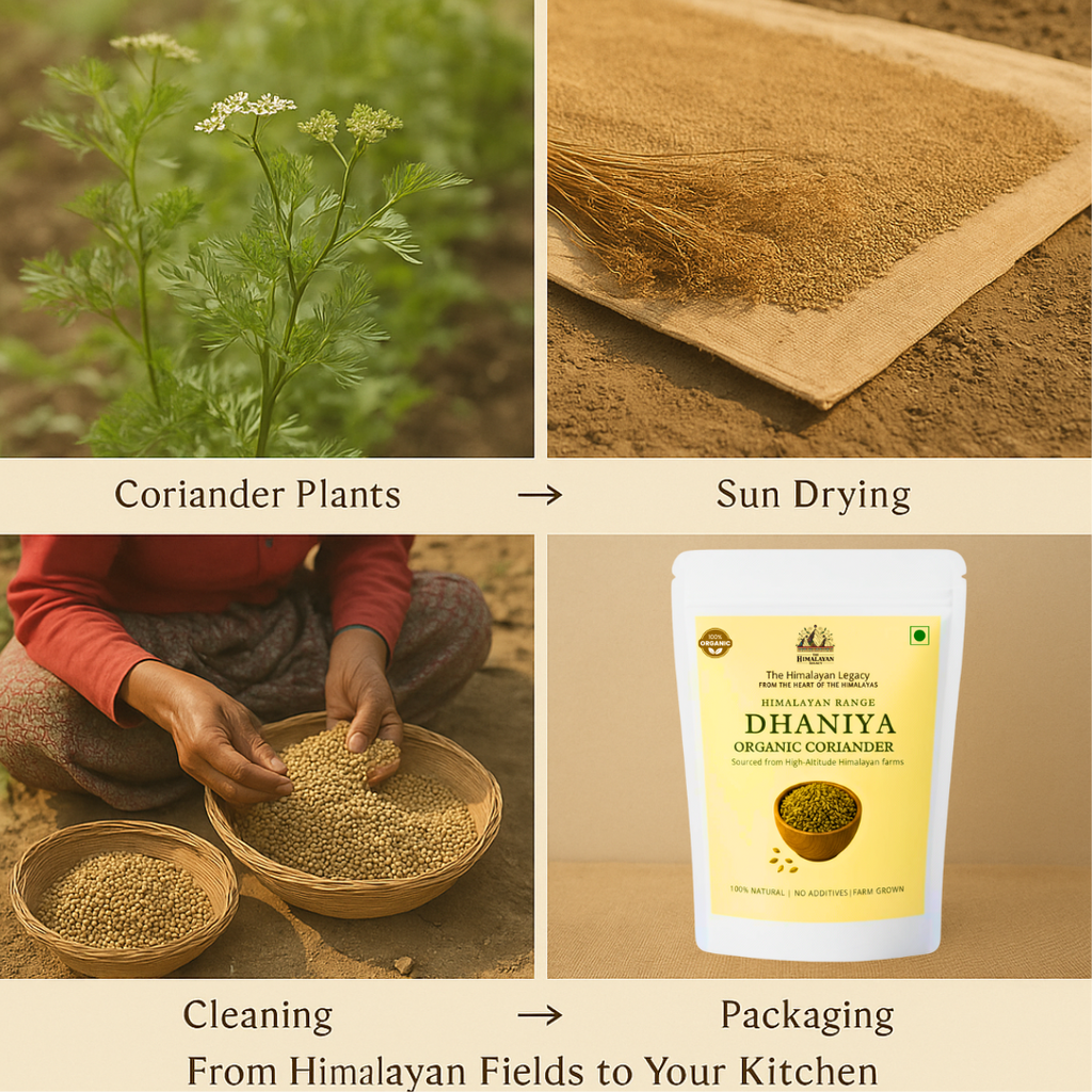 Himalayan Dhania/Coriander Seeds – Aromatic Coriander Seeds from Mountain Farms