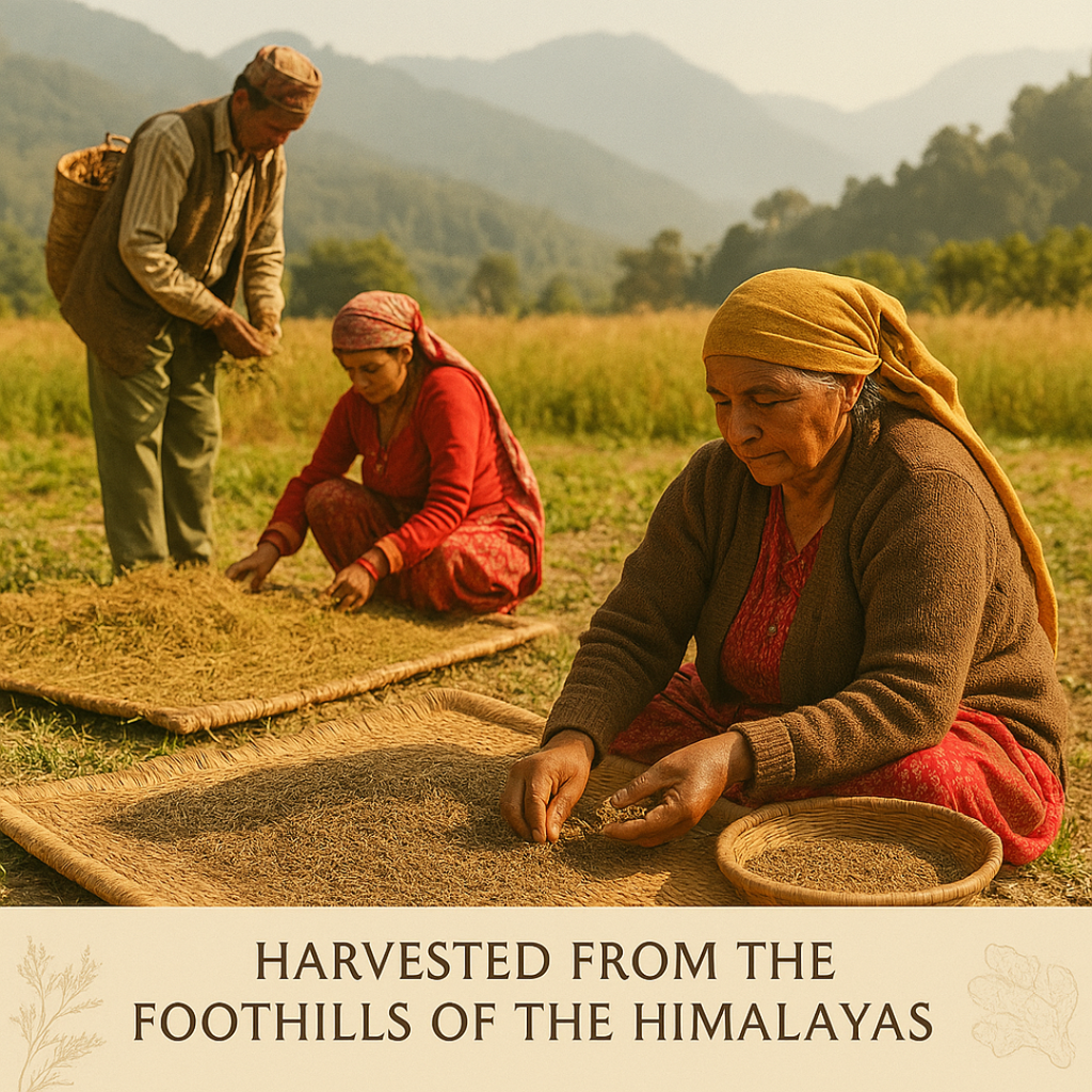 Himalayan Jeera – Whole Cumin Seeds from Mountain Farms